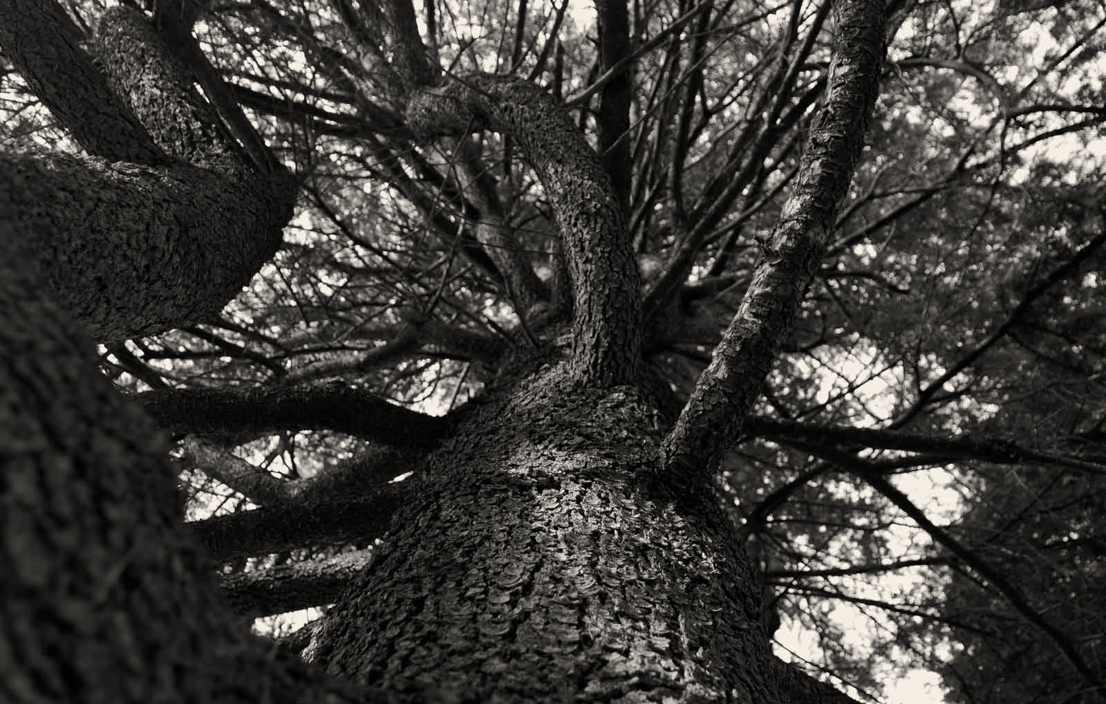 A random tree near my house