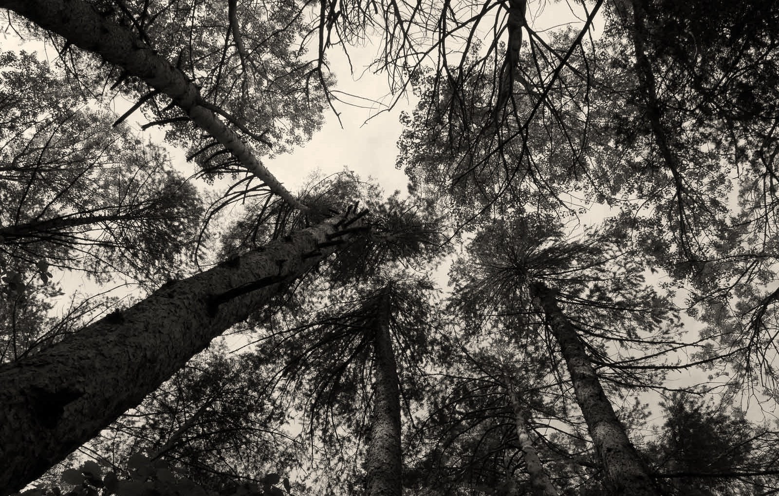 A group of trees in Oulx, Turin